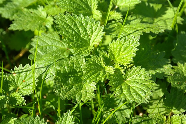 Mit Gartenkräutern zur schlanken Sommerfigur