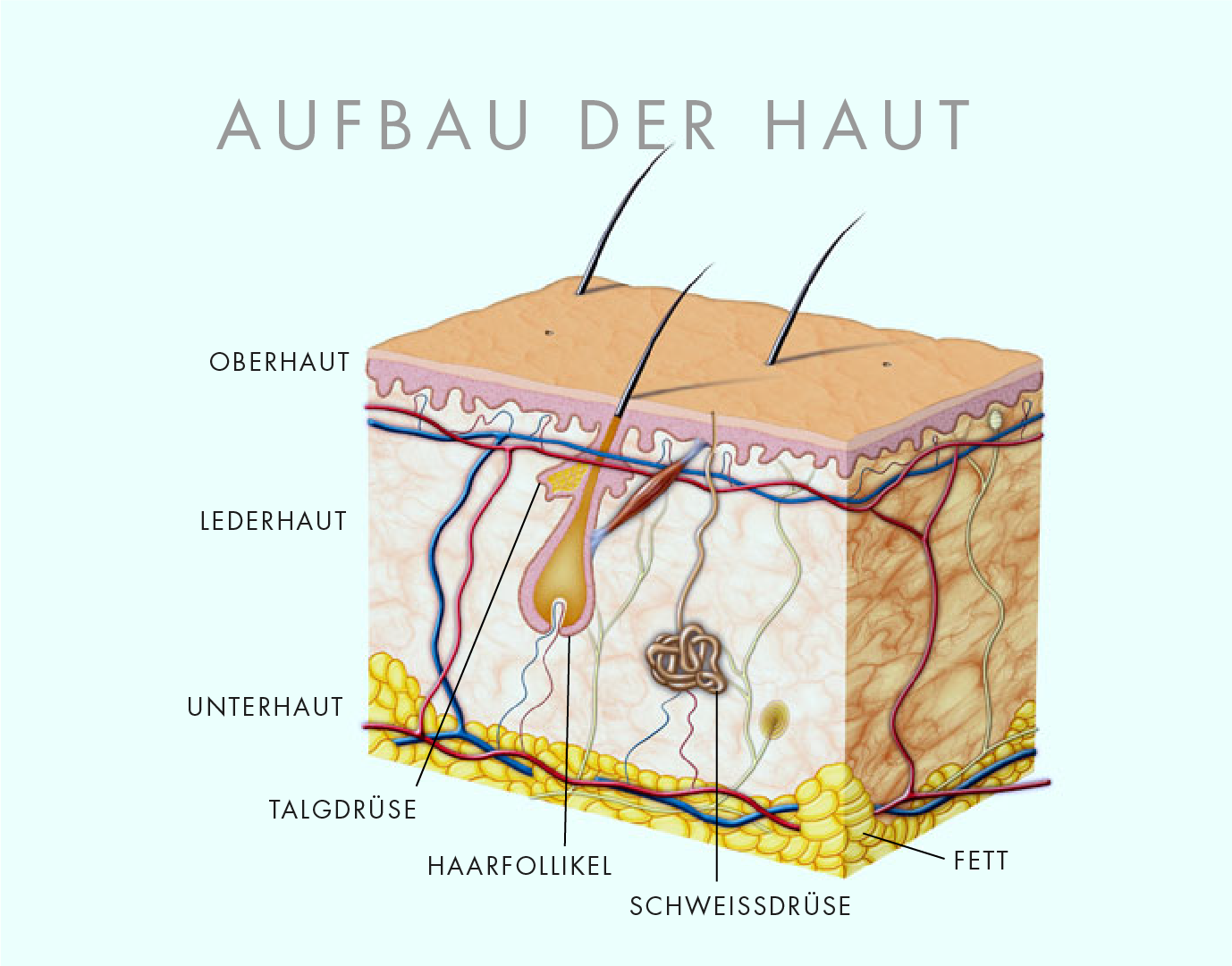 Aufbau der Haut