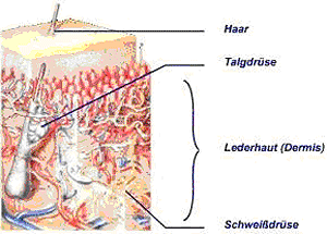 Lederhaut