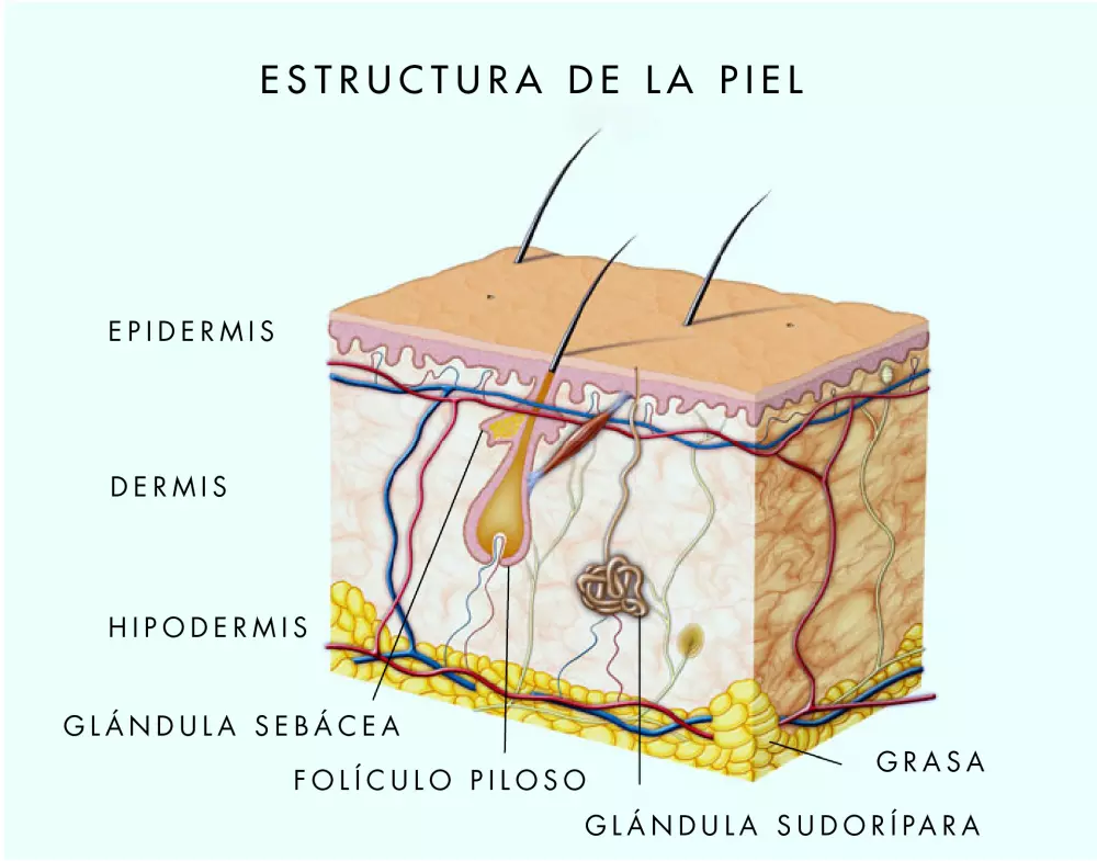 estructura de la piel