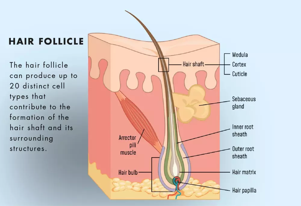 Hair follicle