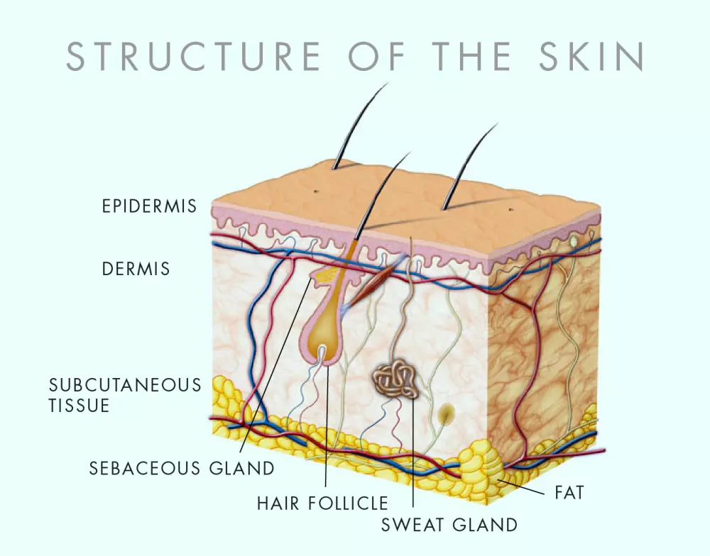 Structure of the skin